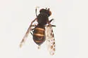 Limnellia balioptera - photo 2