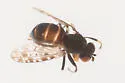 Limnellia balioptera - photo 3