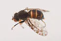 Limnellia balioptera - photo 4
