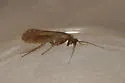 Limnephilus ademus