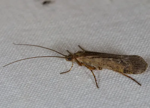 Limnephilus affinis