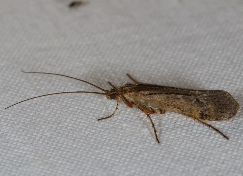 Limnephilus affinis - photo 3