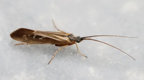 Limnephilus auricula