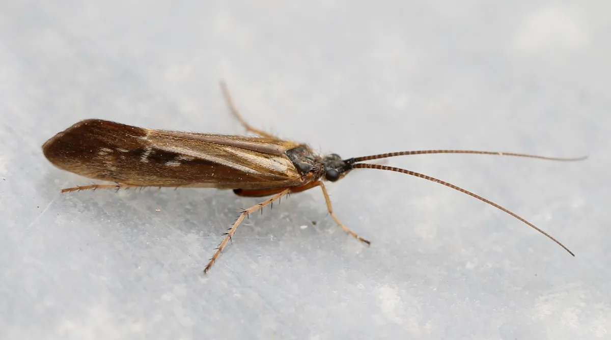Limnephilus auricula - photo 3