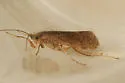 Limnephilus concolor