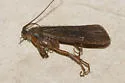 Limnephilus concolor - photo 2