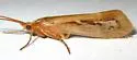 Limnephilus externus