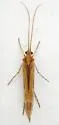 Limnephilus externus - photo 2