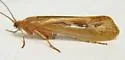 Limnephilus externus - photo 3