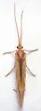 Limnephilus externus - photo 4