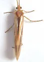 Limnephilus externus - photo 5
