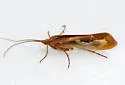 Limnephilus flavastellus
