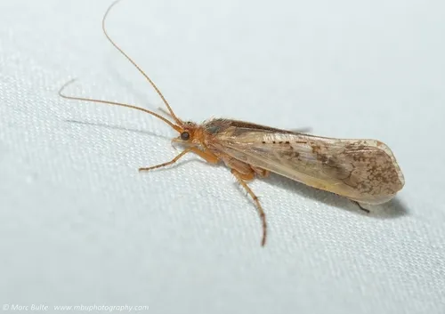 Limnephilus flavicornis