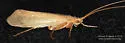 Limnephilus hyalinus