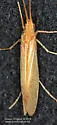 Limnephilus hyalinus - photo 2
