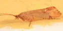 Limnephilus indivisus - photo 2