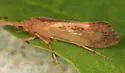 Limnephilus indivisus - photo 3