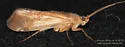 Limnephilus indivisus - photo 4