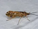 Limnephilus kalama