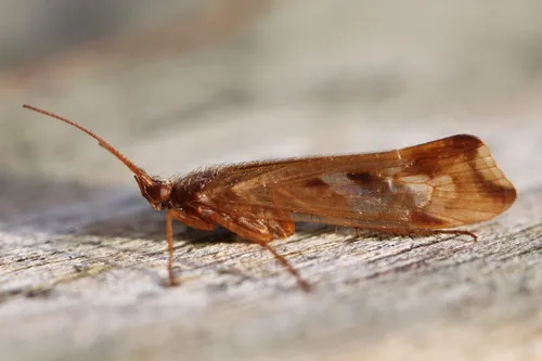 Cinnamon Sedge