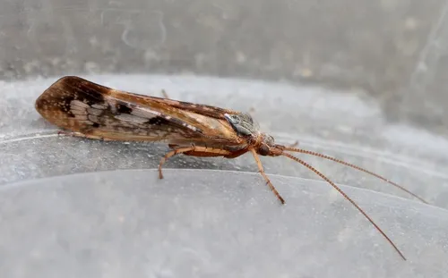 Limnephilus marmoratus