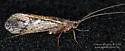 Limnephilus moestus
