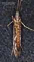 Limnephilus moestus - photo 2