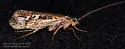 Limnephilus moestus - photo 3