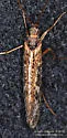 Limnephilus moestus - photo 4