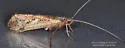 Limnephilus moestus - photo 5