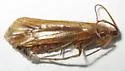 Limnephilus morrisoni
