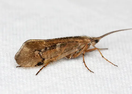 Limnephilus nogus