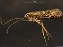 Limnephilus occidentalis
