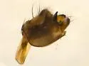 Limnephilus occidentalis - photo 2