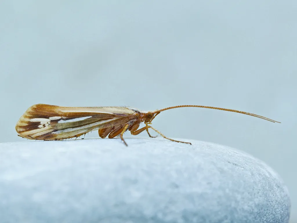 Limnephilus ornatus