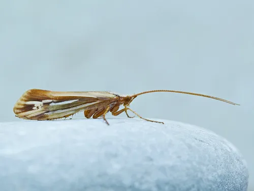 Limnephilus ornatus - photo 3