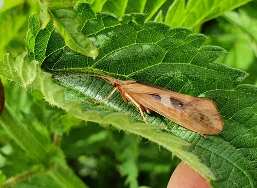 Limnephilus rhombicus