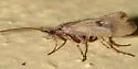 Limnephilus sericeus