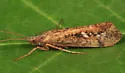 Limnephilus sericeus - photo 2