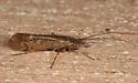Limnephilus sericeus - photo 3