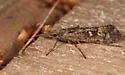 Limnephilus sericeus - photo 4