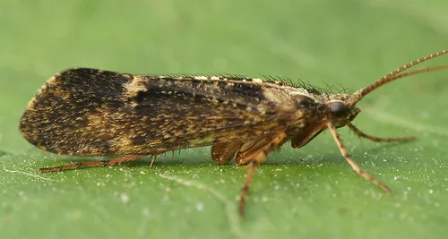 Limnephilus sparsus