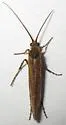Limnephilus spinatus - photo 2