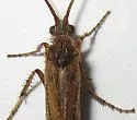 Limnephilus spinatus - photo 3
