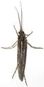 Limnephilus spinatus - photo 4