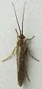 Limnephilus spinatus - photo 5
