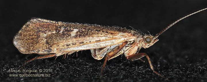 Limnephilus submonilifer - photo 3