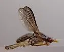 Limnia conica