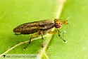 Limnia conica - photo 2