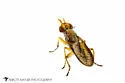 Limnia conica - photo 3